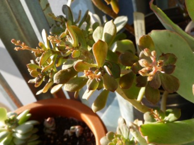 P1130444.JPG