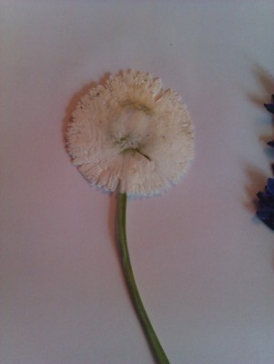 IMAG0089.jpg