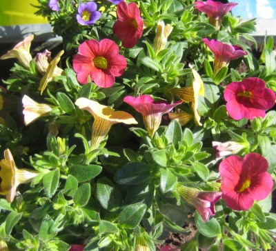 Bild green24 3 744.jpg