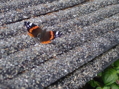 Schmetterling echt.jpg