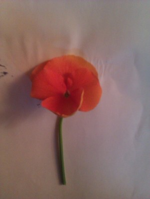 IMAG0094.jpg