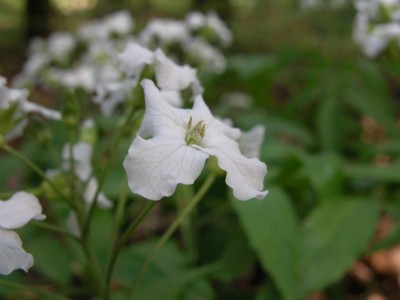 dscn5088.jpg
