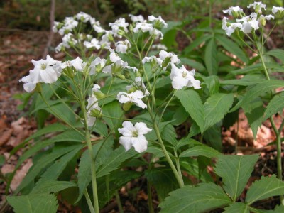 dscn5087.jpg