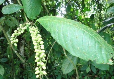 144. Baum, Arbolito de 2 metros, DSC03118.JPG