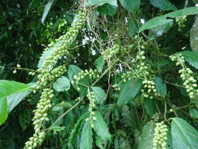 144. Baum, Arbolito de 2 metros, DSC03117.JPG