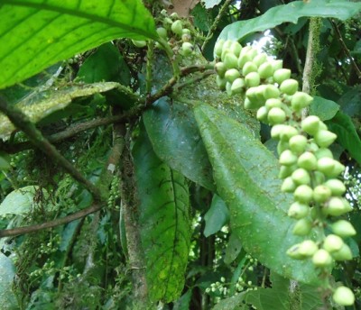 144. Baum, Arbolito de 2 metros, DSC03116.JPG