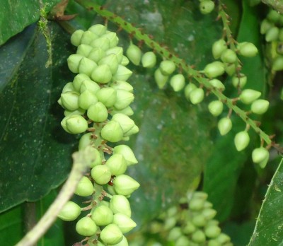 144. Baum, Arbolito de 2 metros, DSC03114.JPG