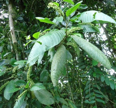 144. Baum, Arbolito de 2 metros, DSC03108.JPG