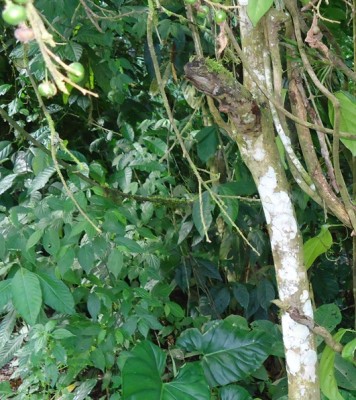 146. Baum, Grosella de Manabí, comestible, DSC02978.JPG
