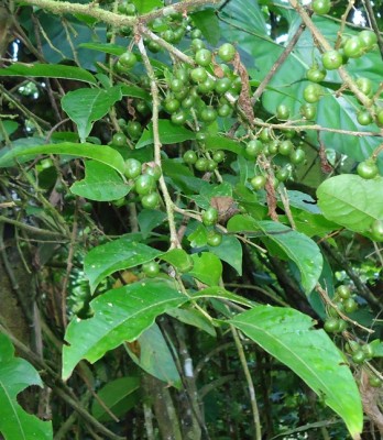 146. Baum, Grosella de Manabí, comestible, DSC02977.JPG