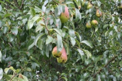 Birne_20070827_557.jpg