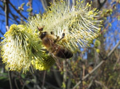 Weidenkätzchen.jpg