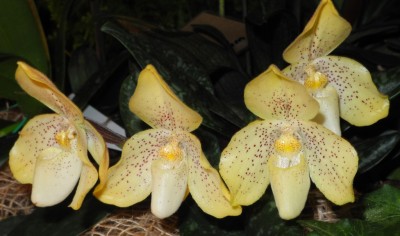 DSCN2699.jpg
