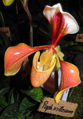 DSCN2611.jpg