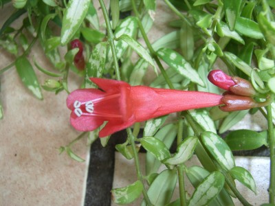 RIMG0475.JPG
