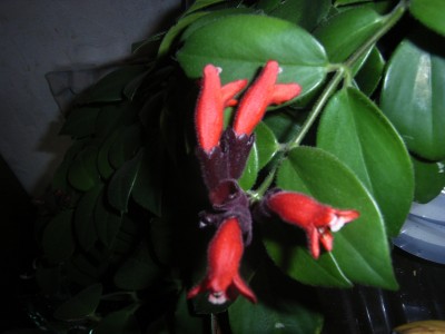 RIMG0562.JPG