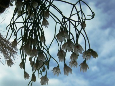 Rhipsalis.JPG