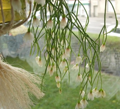 rhipsalis b..JPG