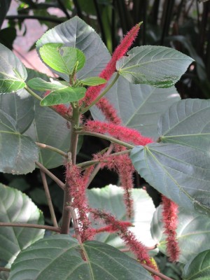 acalypha.jpg