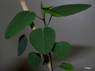 Pura Vida-Mix 3.jpg
