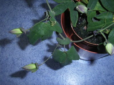 RIMG0564.JPG