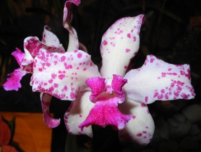 DSCN2675.jpg