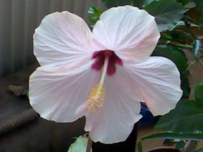 Blooms 003.jpg