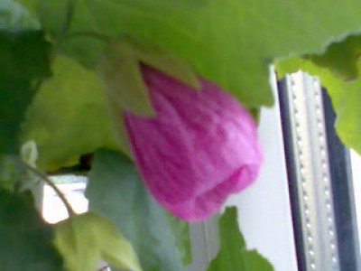 Blooms 002.jpg