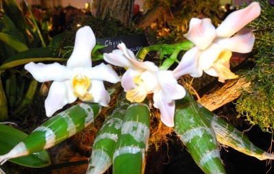 DSCN2628.jpg