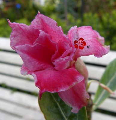 P1020161 Adenium Christmas verkl green.jpg