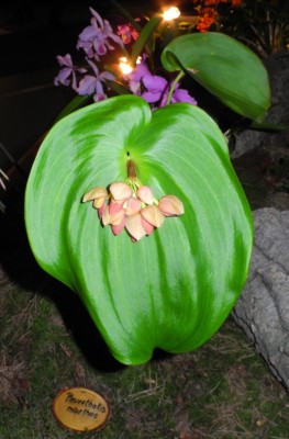 DSCN2708.jpg
