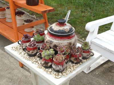 Sempervivum.JPG
