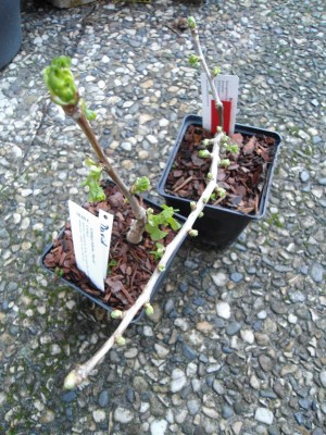 Ginkgo_biloba_'David'_'Globus'.JPG