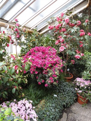 RhodoCamelia.JPG
