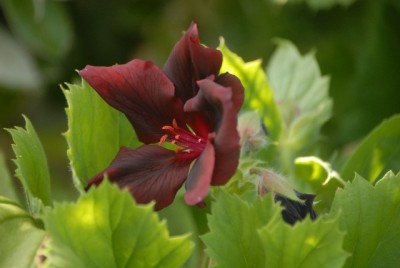 Tanzbrunnen412 023yy.jpg