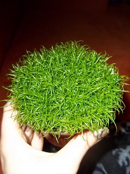 gras.jpg