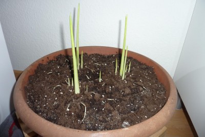 Calla.JPG