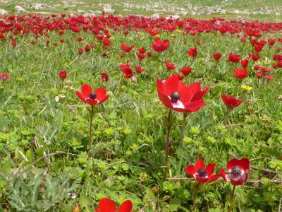 anemone.jpg