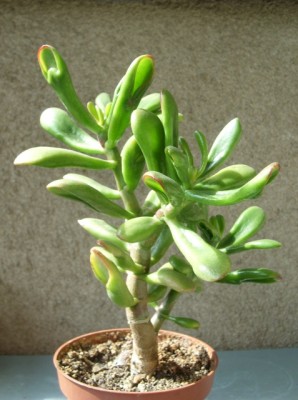 Crassula 4.JPG