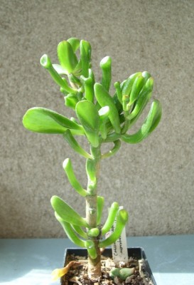 Crassula 2.JPG