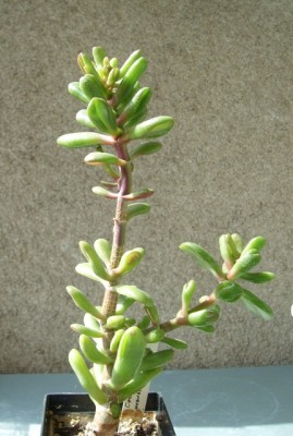 Crassula 1.JPG