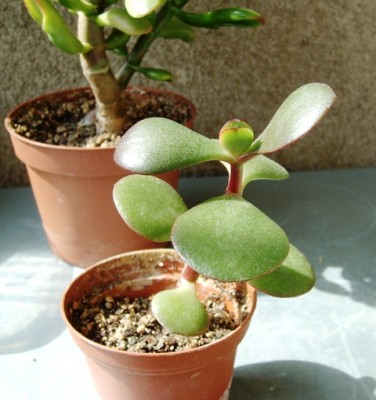 Crassula.JPG