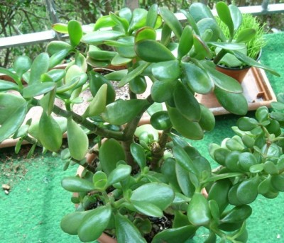 Crassula .JPG