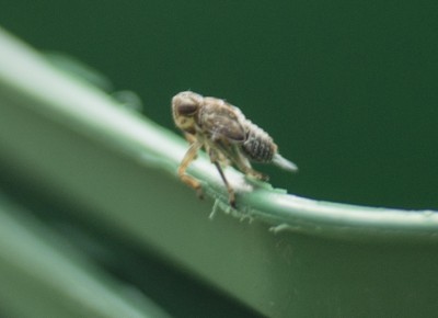 käfer1.jpg