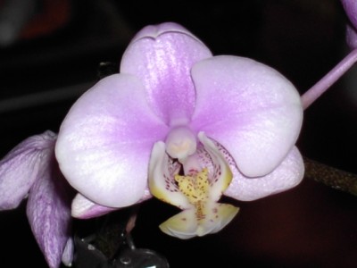 Phal_1.JPG