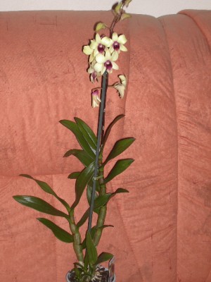 Dendrobium.JPG