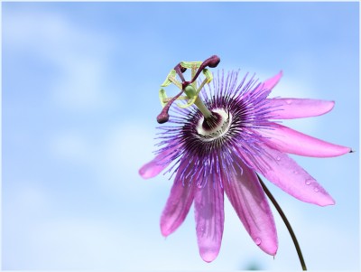 blume.jpg