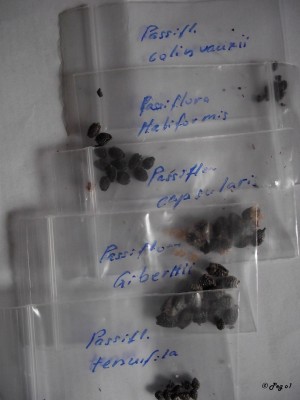 Passi - Mix.jpg