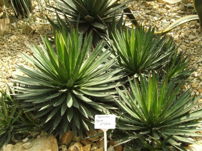 DSCF0191.JPG