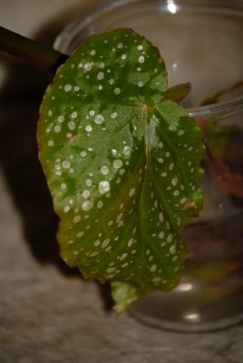 Green 002yy.jpg
